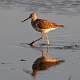 428: Yellowlegs - Greater