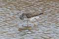 429: Yellowlegs - Lesser