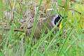 430: Yellowthroat - Common