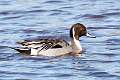 16: Duck - Pintail Forsythe 1