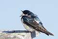 21: Swallow - Tree Forsythe 3