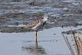 11: Yellowlegs - Greater Forsythe 2
