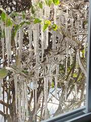 73: CeciliaRomano_2025-12