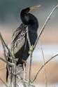 1: Anhinga-1