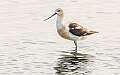 5: Avocet - American-1
