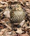 3: Blackbird - Red-winged-1