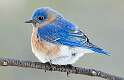 4: Bluebird - Eastern-1