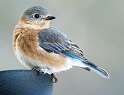 5: Bluebird - Eastern-2