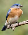 6: Bluebird - Eastern-3