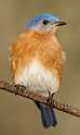 7: Bluebird - Eastern-6