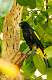 18: Cacique - Yellow-rumped M1