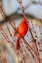14: Cardinal - Northern M3 male