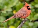 16: Cardinal - Northern-2
