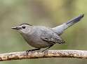 18: Catbird - Gray-1