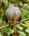 19: Catbird - Gray-2