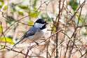 20: Chickadee - Black-capped M3