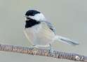 21: Chickadee - Black-capped-1