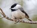 22: Chickadee - Black-capped-2