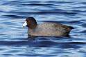 23: Coot - American M1