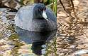 24: Coot - American-1