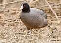 25: Coot - American-2