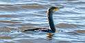 26: Cormorant - Double-creasted-1