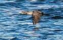 27: Cormorant - Double-creasted-2