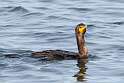 28: Cormorant - Double-crested M1