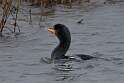 29: Cormorant - Double-crested M3