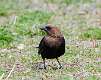 46: Cowbird - Brown-headed M3 male