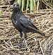 49: Crow - American-1