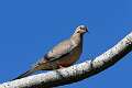 53: Dove - Mourning M1