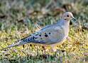 31: Dove - Mourning-1