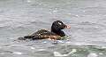 231: Duck – White-winged Scoter-1