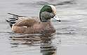 32: Duck - American Widgeon-1