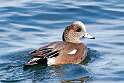 33: Duck - American Wigeon M2 male unusual color