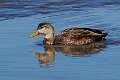 61: Duck - Black M1