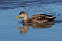 34: Duck - Black M2
