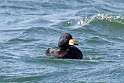 35: Duck - Black Scoter M2