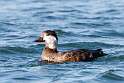 36: Duck - Black Scoter M3 female