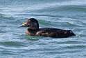 37: Duck - Black Scoter M4 juvenile