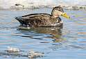 38: Duck - Black-1