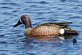 66: Duck - Blue-winged Teal M1 Male