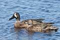 67: Duck - Blue-winged Teal M2 pair