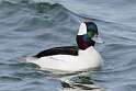 39: Duck - Bufflehead M2 male