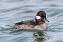 40: Duck - Bufflehead M5 female