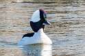 42: Duck - Bufflehead-2