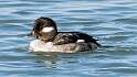 43: Duck - Bufflehead-3