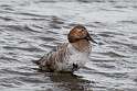 44: Duck - Canvasback M3 female