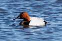 45: Duck - Canvasback M3 male
